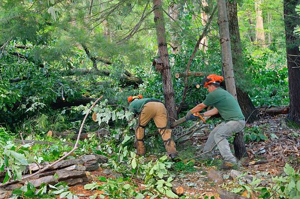 Trusted Imperial, NE Tree Service Experts